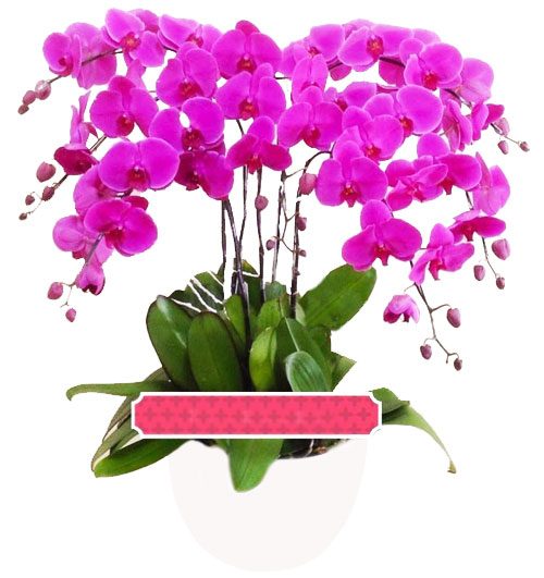 potted purple orchid 07 branches 1 500x531