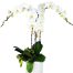 potted white orchid 003 branches 500x531