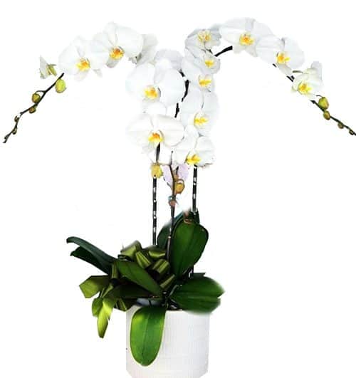 potted white orchid 003 branches 500x531