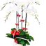 potted white orchid 005 branches 500x531