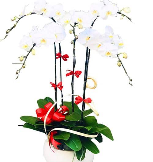 potted white orchid 005 branches 500x531