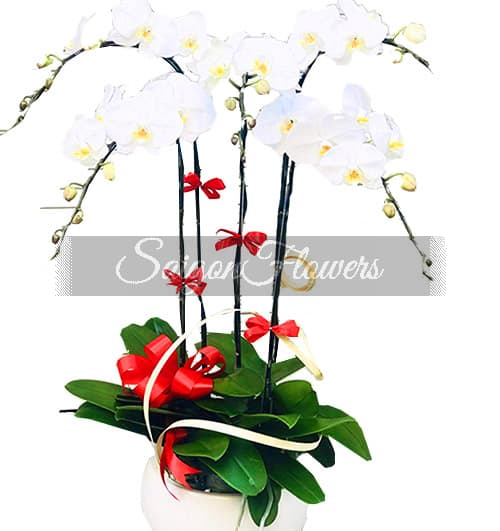 potted-white-orchid-005-branches