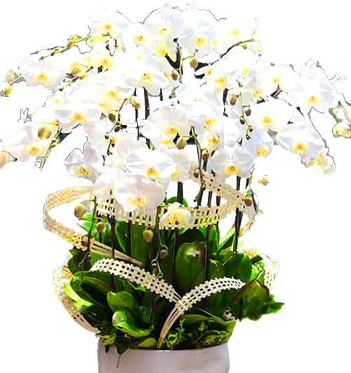 potted white orchid 010 branches 500x531