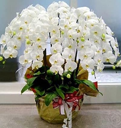 potted white orchids 10 branches