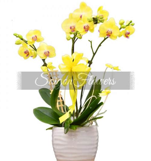 potted-yellow-orchid-003-branches
