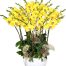 potted yellow orchid 010 branches 500x531