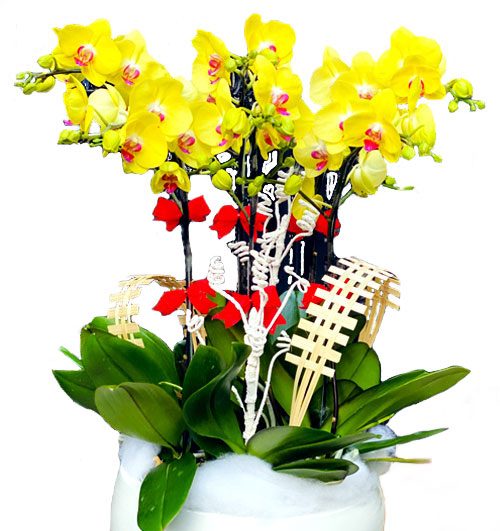 potted yellow orchid 06 branches 500x531