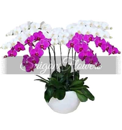 special-potted-orchids-01