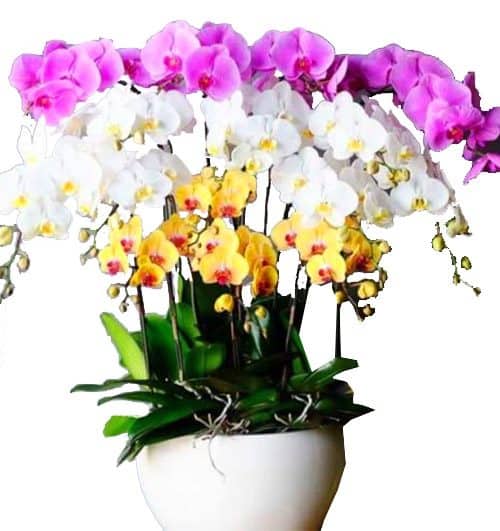 special potted orchids 02 500x531