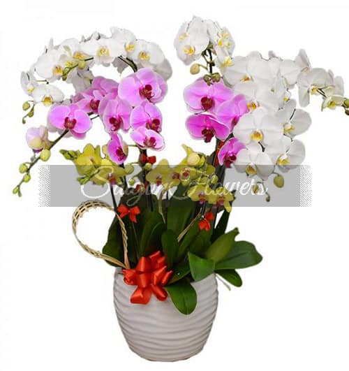 special-potted-orchids-04