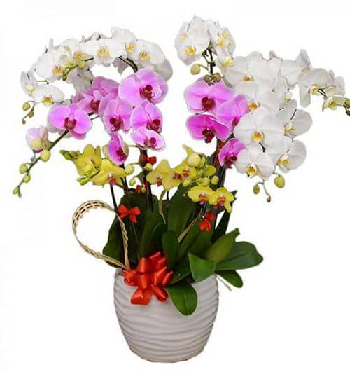 special potted orchids 04 500x531
