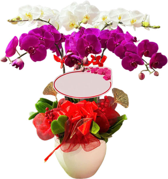 special potted orchids 05