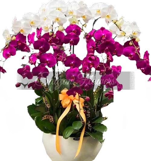 special-potted-orchids-06