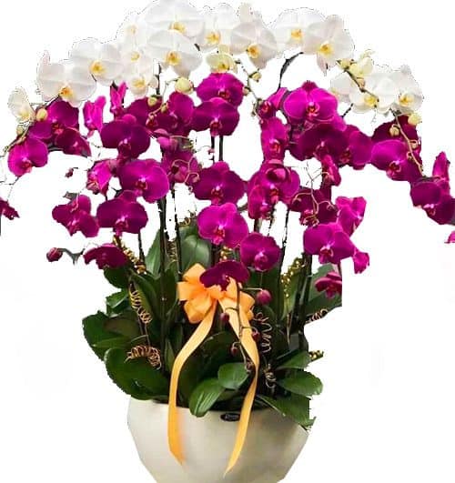 special potted orchids 06 500x531