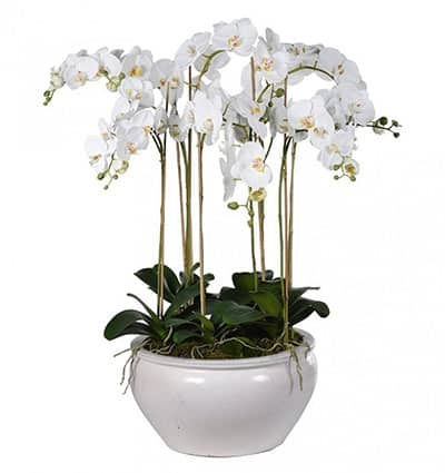 orchids for mom 03