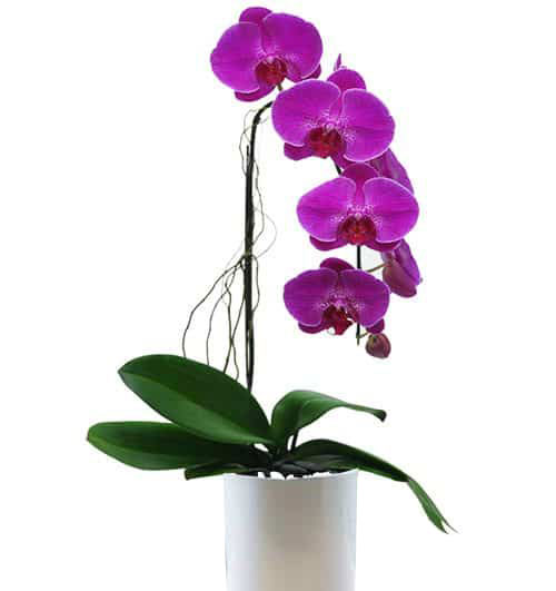 orchids for mom 04