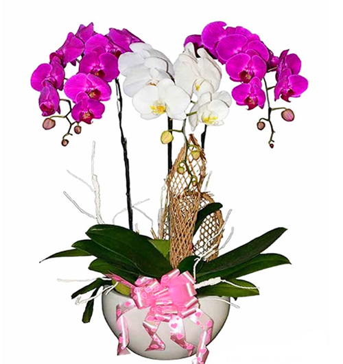 orchids for mom 07
