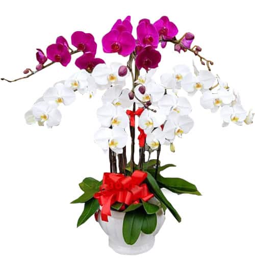 orchids for mom 09