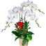 potted orchids for mom 02