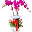 potted orchids for mom 05