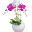 potted orchids for mom 07