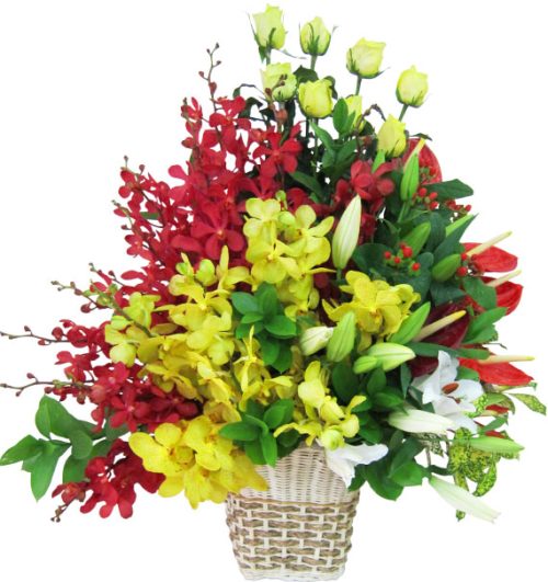 special mothers day orchids 12