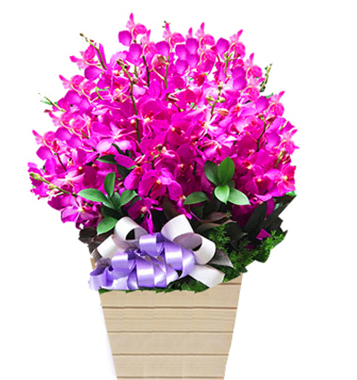 purple-orchid-09