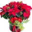red poinsettia xmas