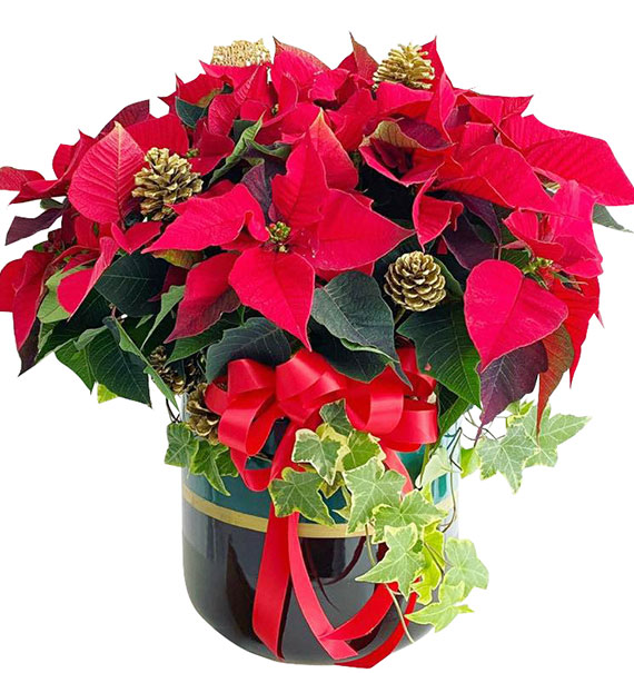 red poinsettia xmas