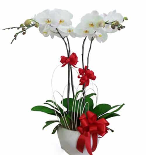 Women's Day Orchids Potted 01