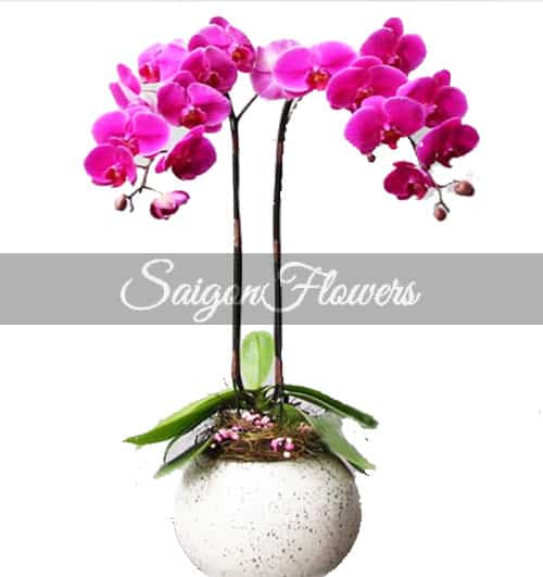 Women's Day Orchids Potted 02