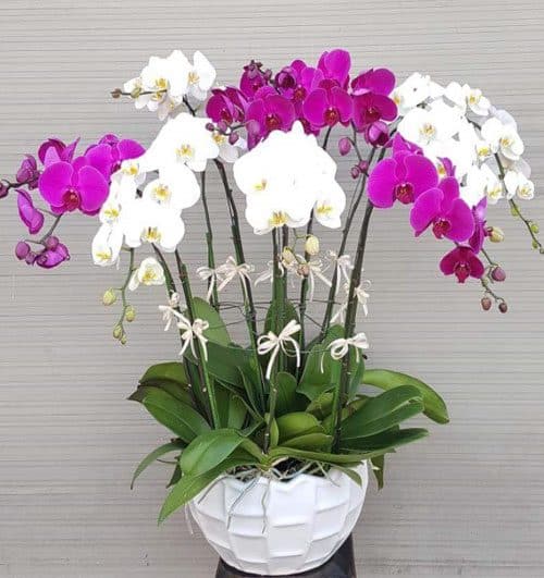 Women's Day Orchids Potted 03