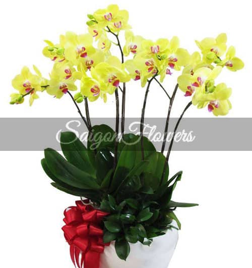 Women's Day Orchids Potted 04
