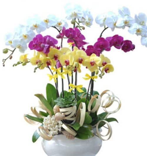 Women's Day Orchids Potted 06