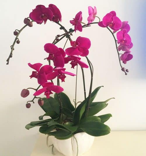 Women’s Day Orchids Potted 11