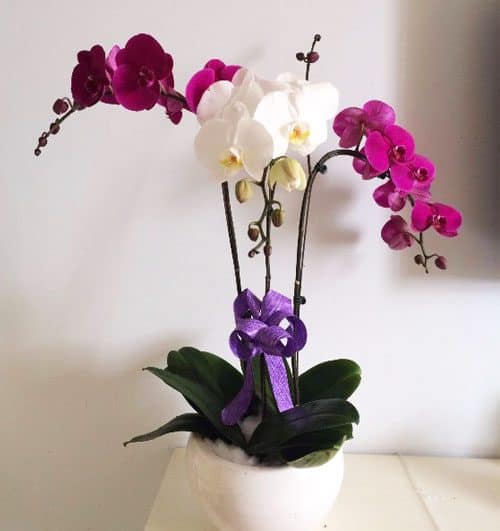 Women’s Day Orchids Potted 12