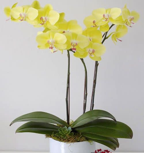 Women’s Day Orchids Potted 13