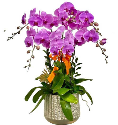 womens day orchids potted vietnam 17a