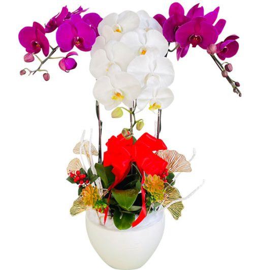 womens day orchids potted vietnam 19a