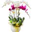 womens day orchids potted vietnam 20