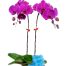 womens day potted orchids vietnam 04