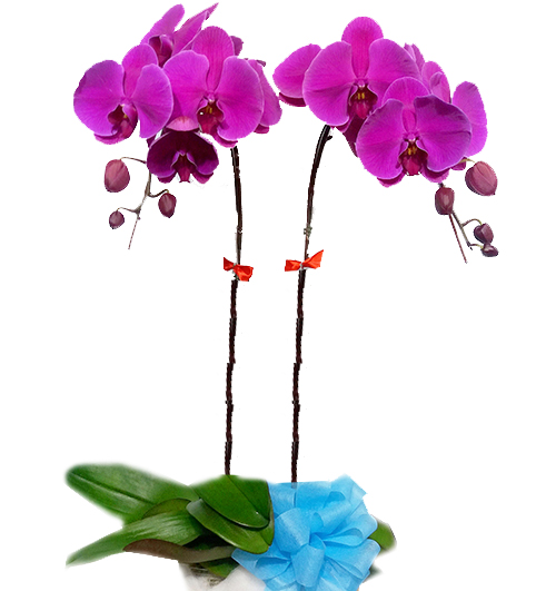 womens day potted orchids vietnam 04