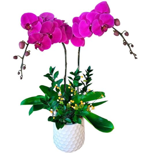 womens day potted orchids vietnam 04a