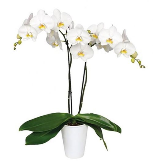 womens day potted orchids vietnam 06