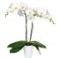 womens day potted orchids vietnam 06