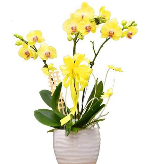 womens day potted orchids vietnam 08