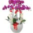 womens day potted orchids vietnam 11