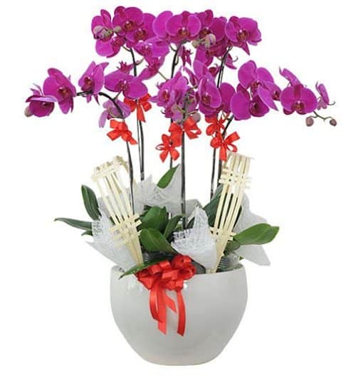womens day potted orchids vietnam 11