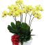 womens day potted orchids vietnam 13