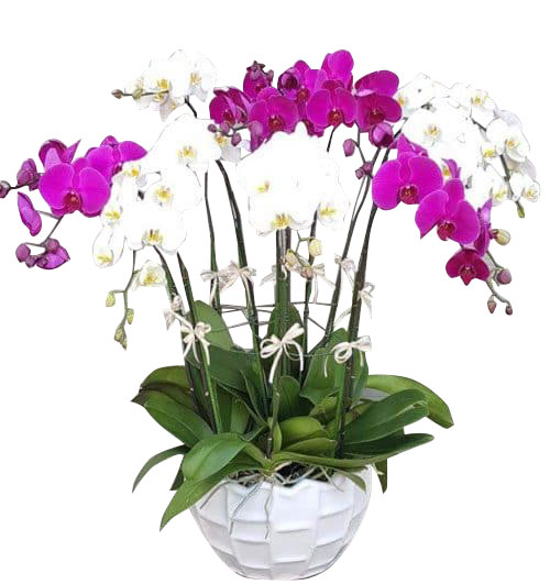 womens day potted orchids vietnam 14
